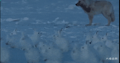 北极圈的狼和兔子,看着一大群北极兔,北极狼更容易无功而返