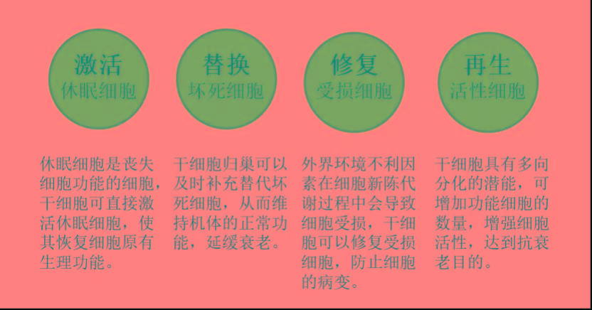 经过静脉注射或介入等方法进行回输干预,由于干细胞具有归巢性,重新