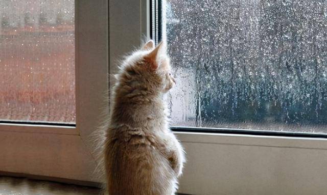 猫咪为什么喜欢看窗外,是想要出去吗?背后是有原因的