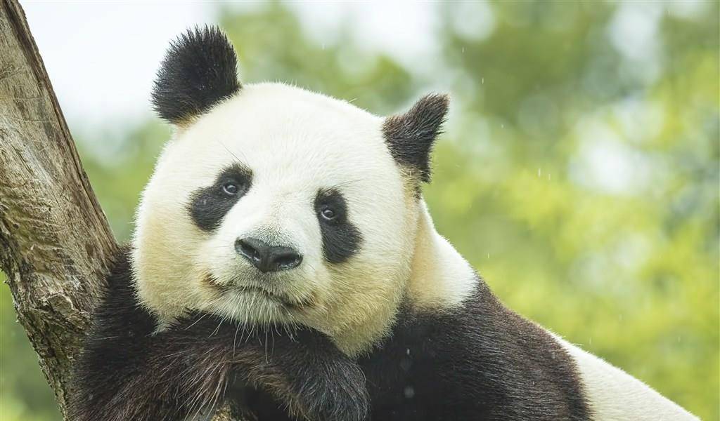 熊猫在其他国家生下的"小熊猫",还属不属于中国?我来告诉你