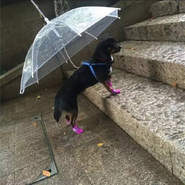 竟然还有专门的狗狗雨伞,这画风好特别