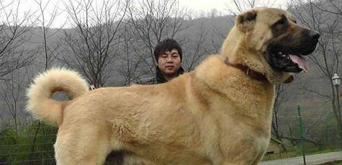原创狗狗体型排行:体型最大的7种狗,每只都是"巨型汪"