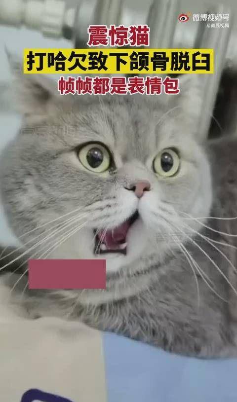 心疼又好笑!猫咪打哈欠下巴脱臼:痛苦的秒变表情包