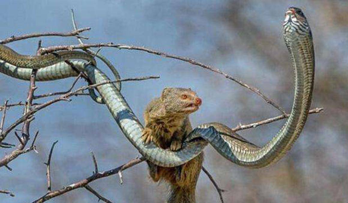 蛇獴大战眼镜蛇 也许有人会问,蛇獴吃了剧毒的眼镜蛇不会中毒吗?