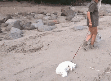 不遛猫,猫一辈子不快乐!_猫咪