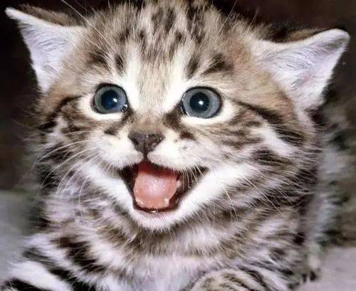 猫咪会笑吗?ta们是如何表达开心的?