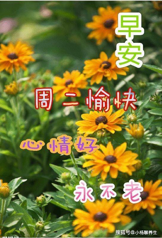 唯美的清晨祝福图片表情,周二早上好问候语温馨句子