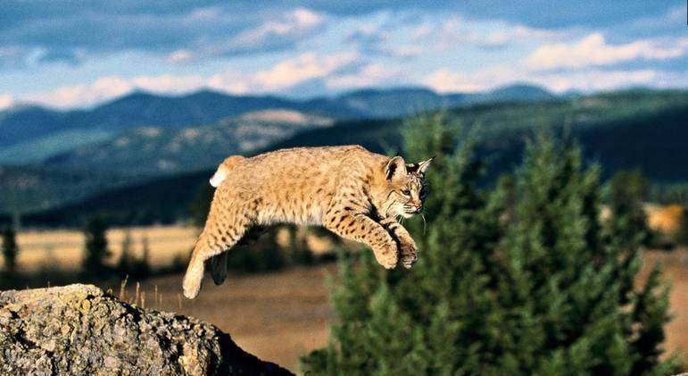 动物图集:跳跃的各种动物可爱抓拍