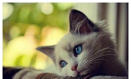 主人让猫咪充当手机支架,猫咪一脸委屈逗笑网友!