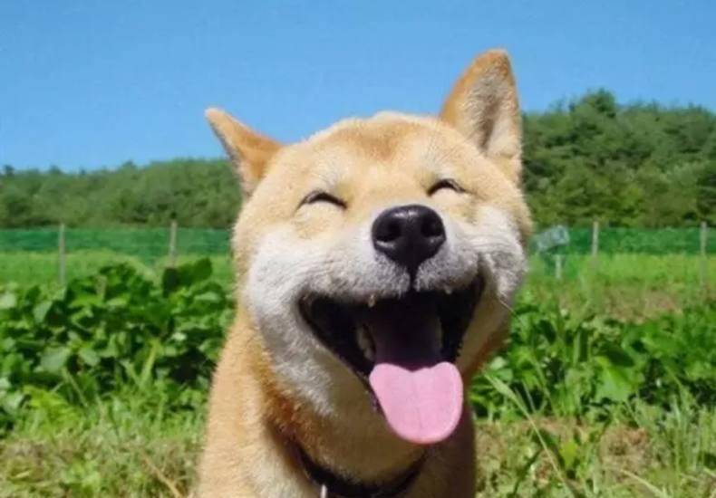 人们就会想起柴犬doge脸的表情包,但是你看到过柴犬这样子的幸福微笑