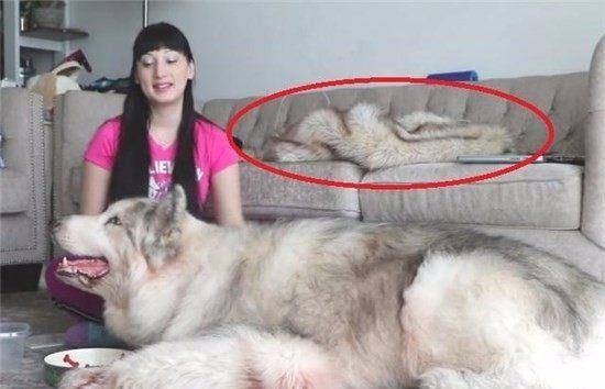 女子养了一条比人还大的狗狗,但是沙发上那条狗皮大衣