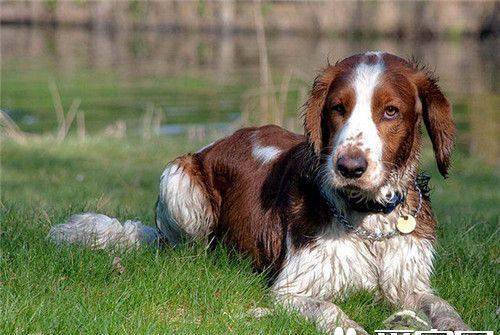 史宾格犬是猎犬吗 是许多现今陆地猎犬的祖先