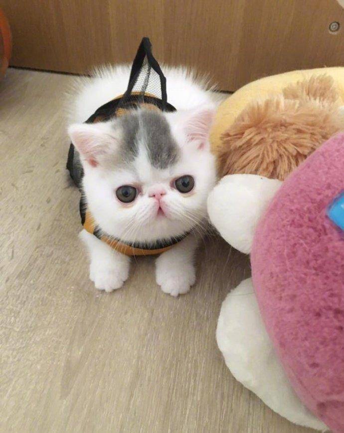 这只小猫咪萌死了!