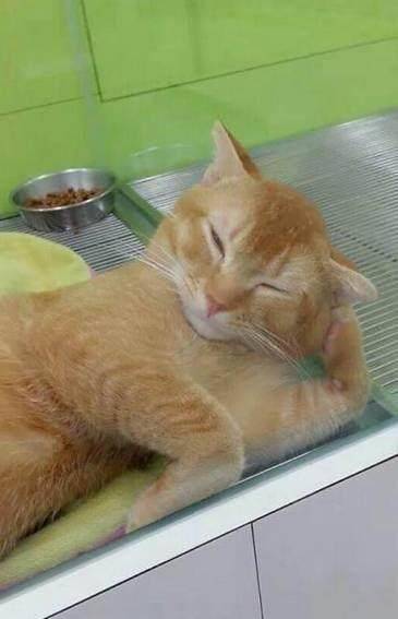 宠物店里有猫咪有狗狗,个个萌死人,但最后那只除外