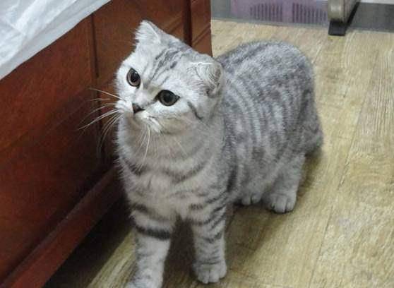 猫爸美国的,猫妈英国的,它却像中国随处可见的狸花猫