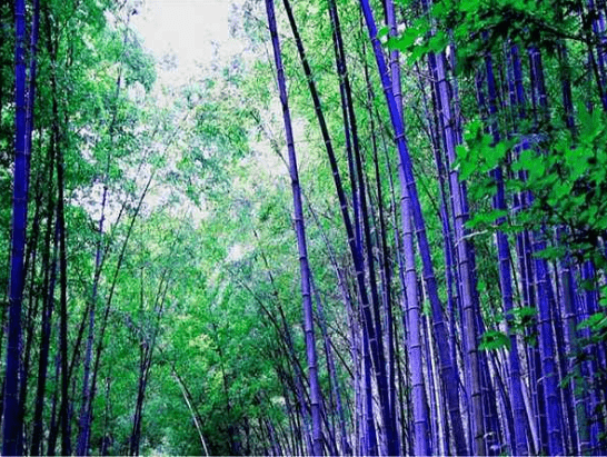 南海观世音菩萨普陀山紫竹林,它,原来是在这里拍摄的!