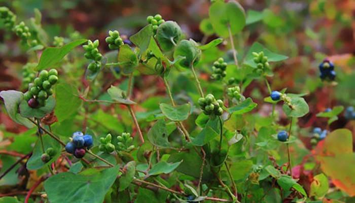 原创夏季农村庭院,种植这几种花草不但好看,而且还能防蛇进家