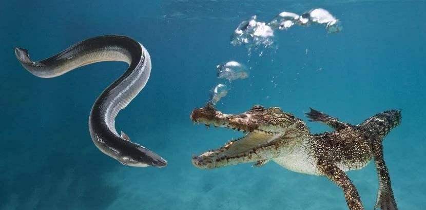 亚马逊河的"扫地僧",秒杀一切淡水生物,鳄鱼在它面前都是弟弟