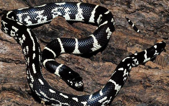 加州王蛇一种入门级别的宠物蛇你喜欢它吗