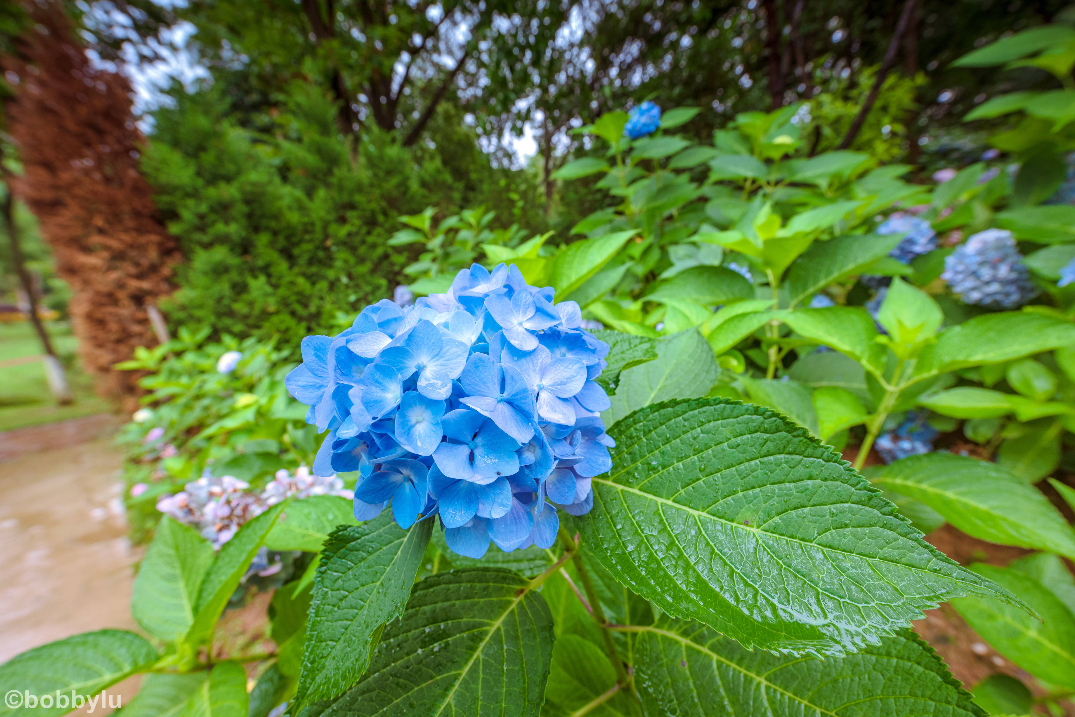 原创醉美花谷奇缘,仲夏六月里感受醉氧之旅,花团锦簇间享受清凉一夏