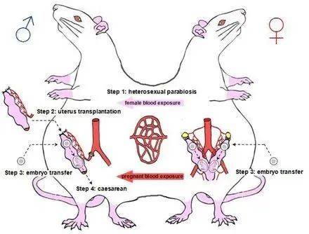 最新资讯颠覆我国科学家成功让雄性小鼠受孕并生下10只健康幼崽