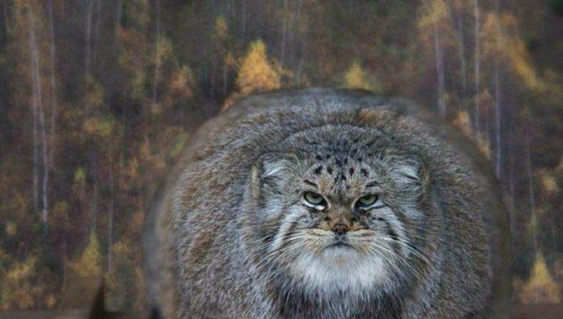 世界上最凶的猫,天生一副凶相,你敢伸手撸一下吗?