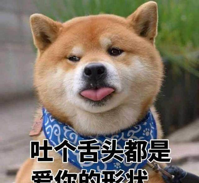 一大波柴犬表情包来袭,你的收藏夹准备好了吗?没有流量就别看了