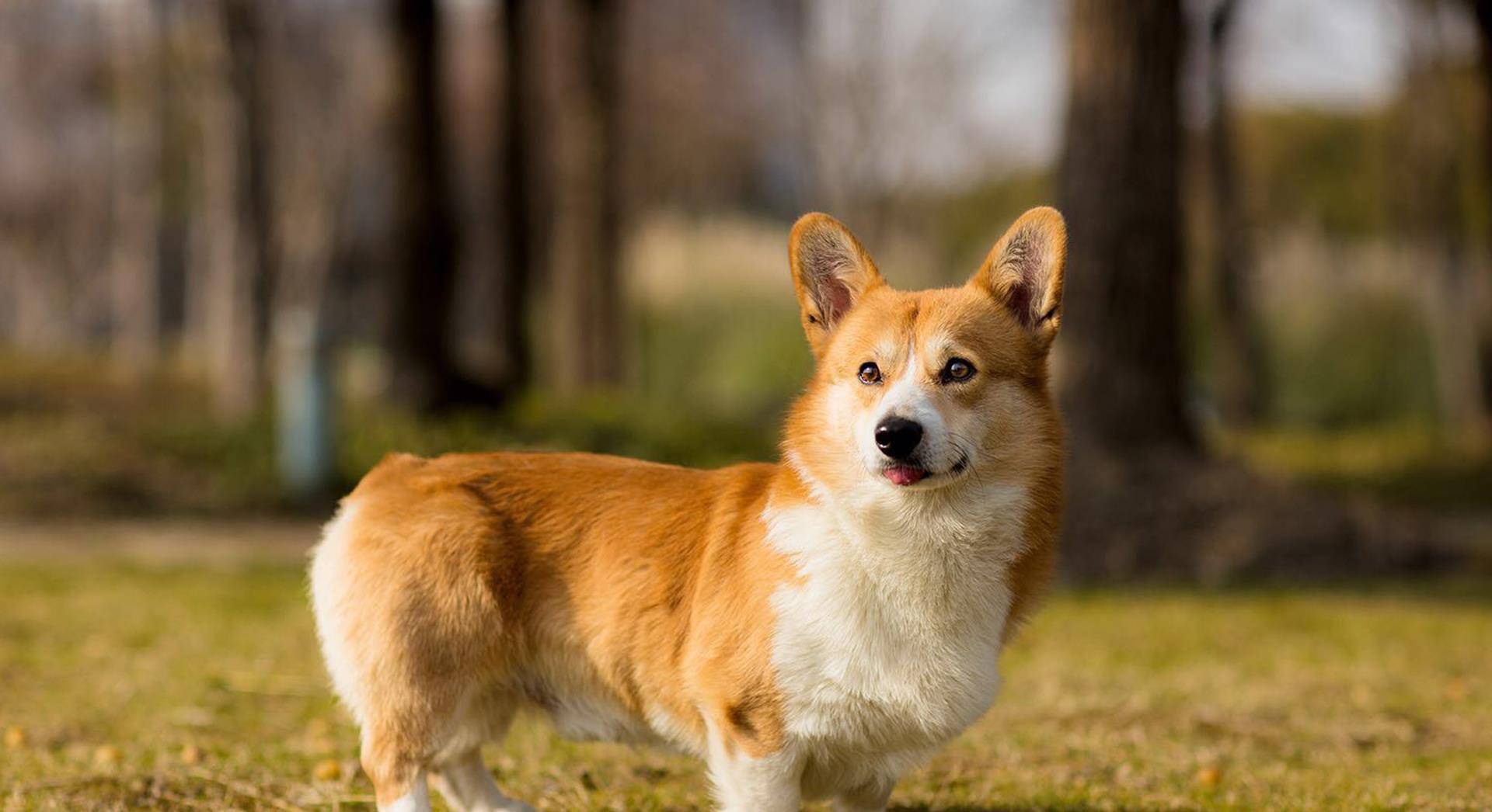 优雅的小短腿,可爱柯基犬温暖画风摄影