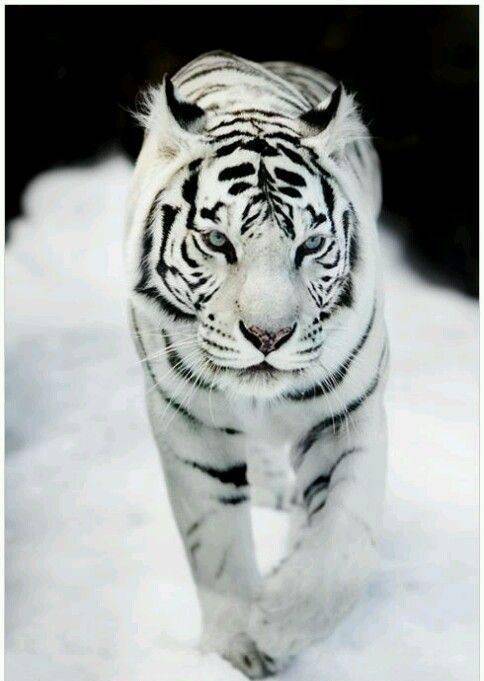 原创特殊的万兽之王白色老虎简称白虎