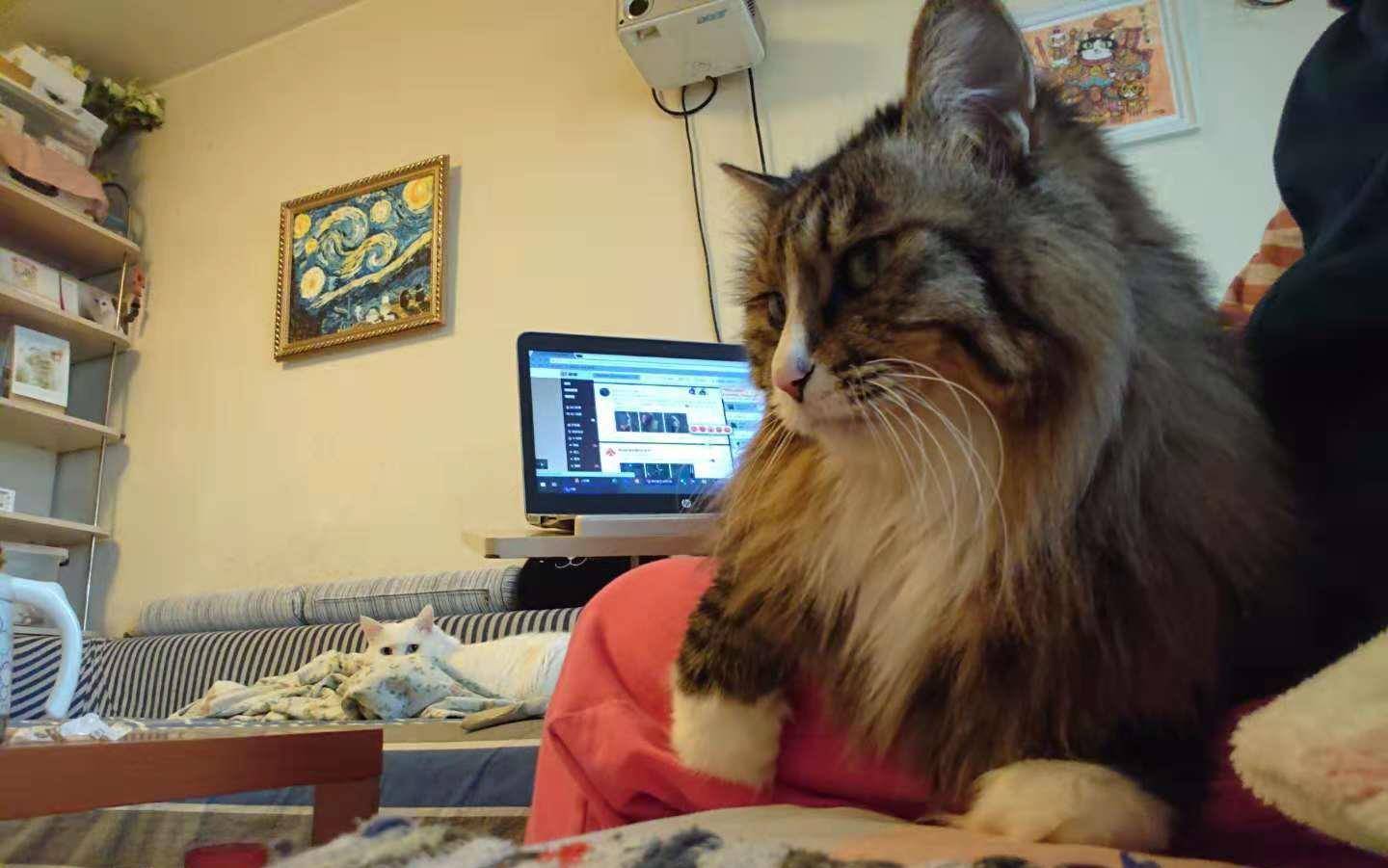 主人坐在沙发上玩电脑,狸花猫撒娇赖在身上,结果白猫发现