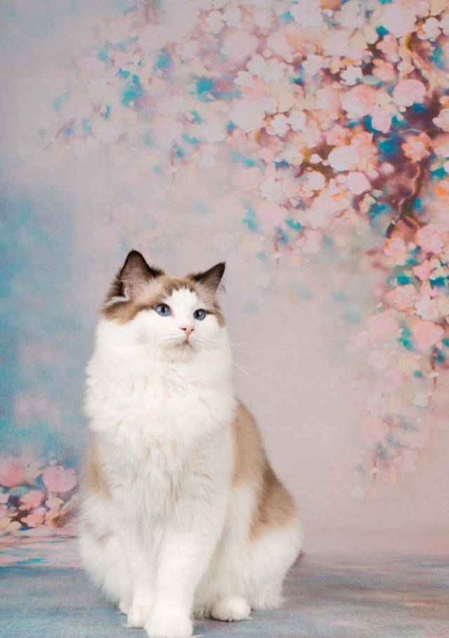 布偶猫有四个品种双色布偶,重点色布偶,手套式布偶和梵色布偶猫