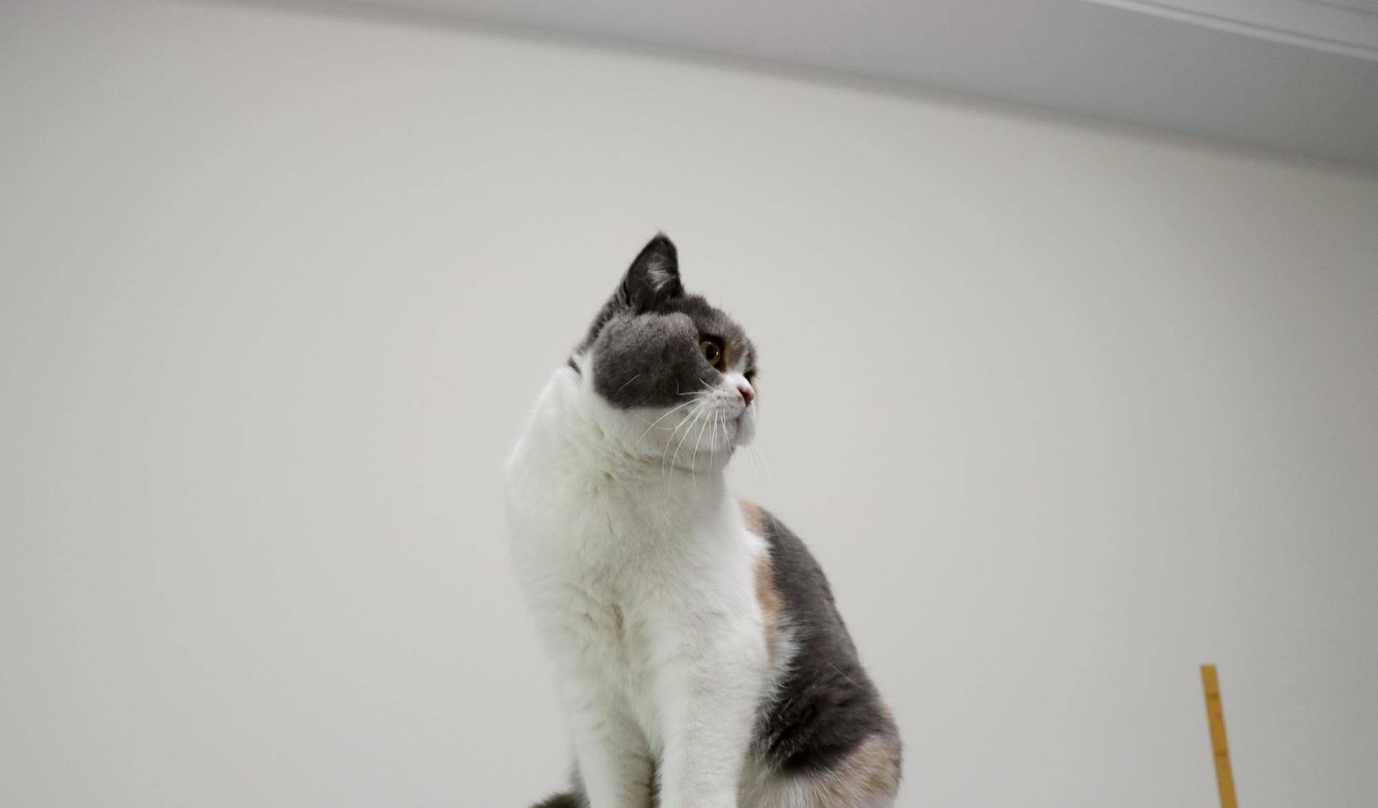 沐米猫舍 英国短毛猫 三花猫 高清照片