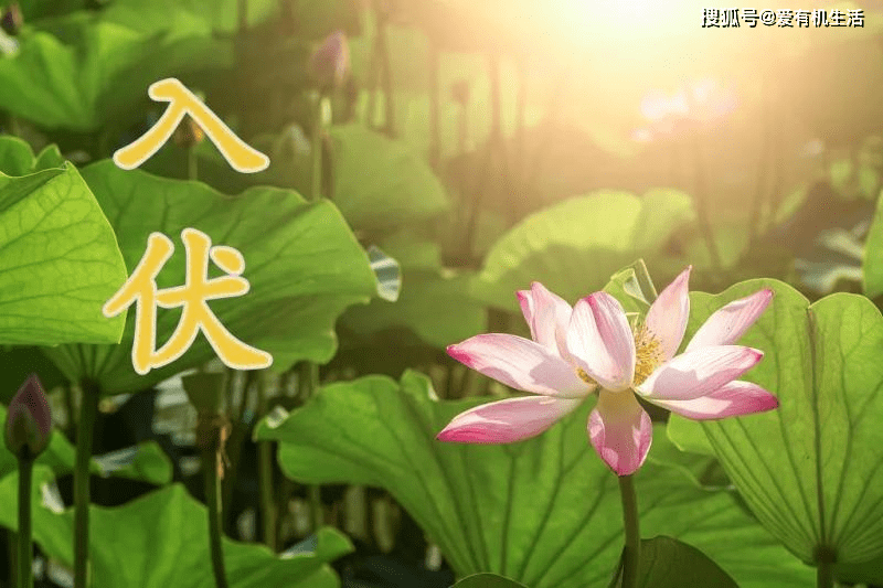原创入伏是什么意思,2021年什么时候入伏共多少天?