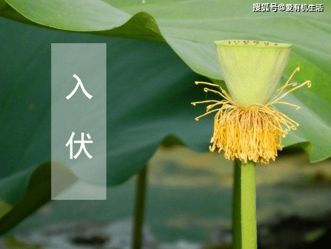 原创入伏是什么意思,2021年什么时候入伏共多少天?