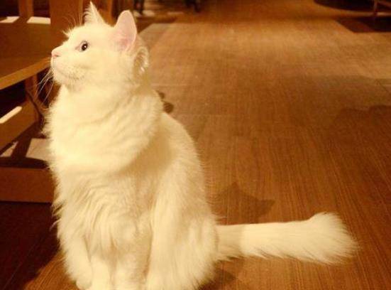 山东狮子猫,被人们称为"鸳鸯眼狮猫",是典型的寓所猫