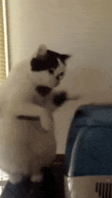 猫咪的动作简单粗暴,快点乖乖被我吃掉吧!_主人