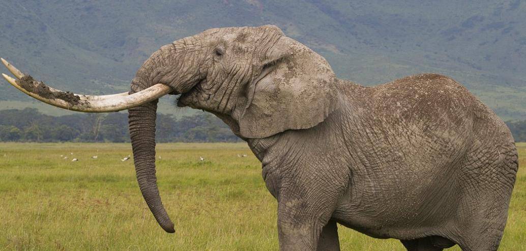 非洲象,只有在愤怒或恐惧的时候,才有可能伤害其他动物