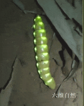 成都天台山发现一只奇特的雌光萤外形是毛毛虫形状全身有30多个发光点