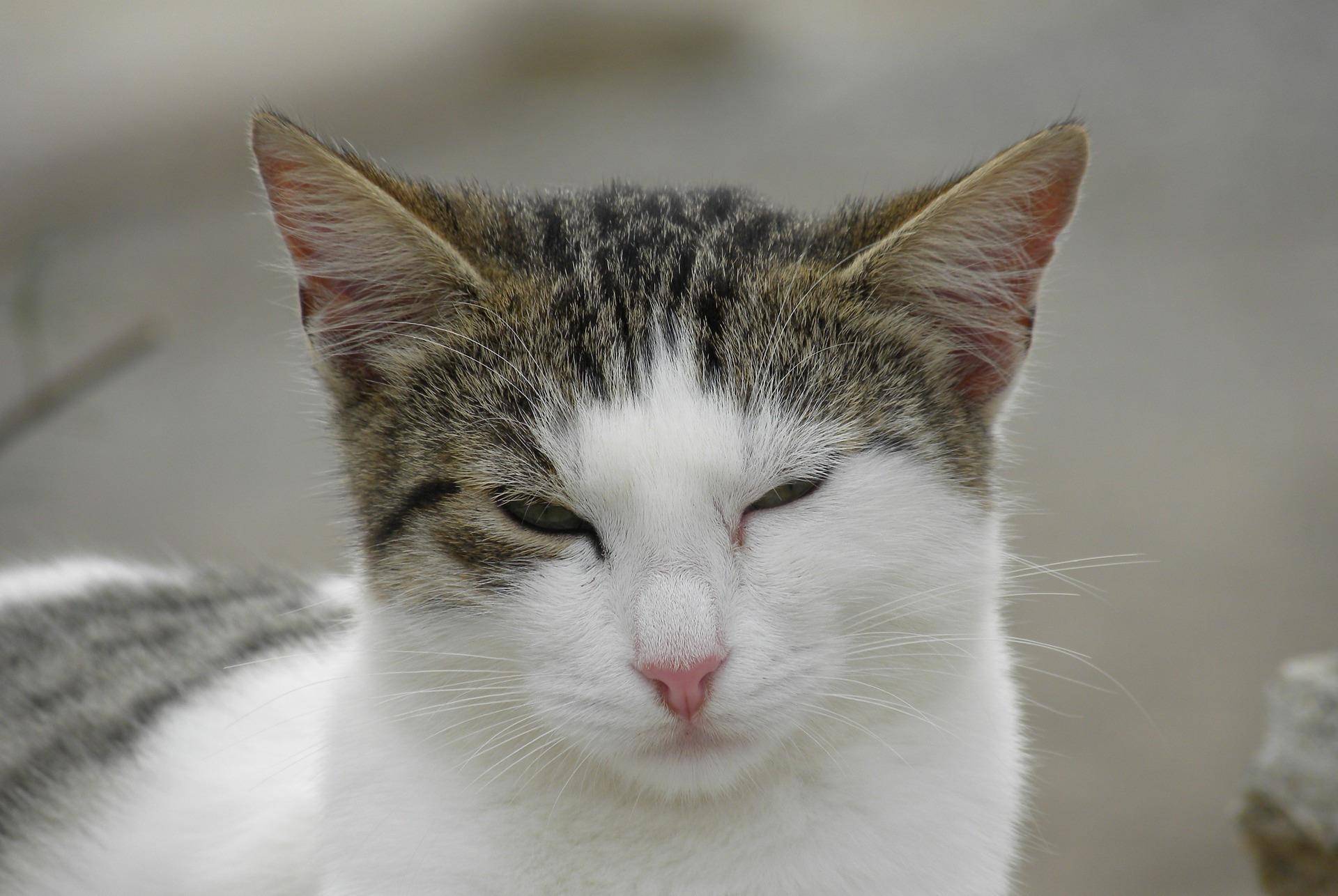 猫猫凭啥统治人类?因为它们生气的样子也能萌到你