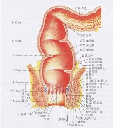 肛门_直肠_治疗