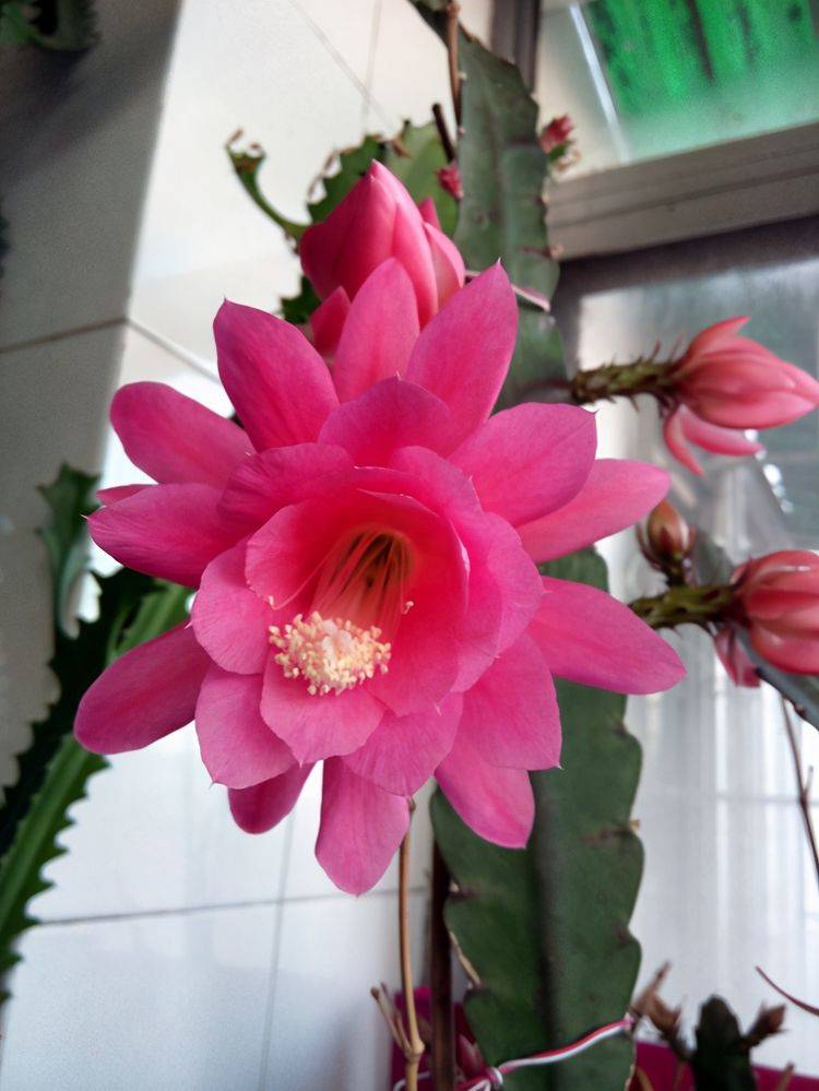 原创植物扦插篇之令箭荷花,上手很容易,你也可以做到