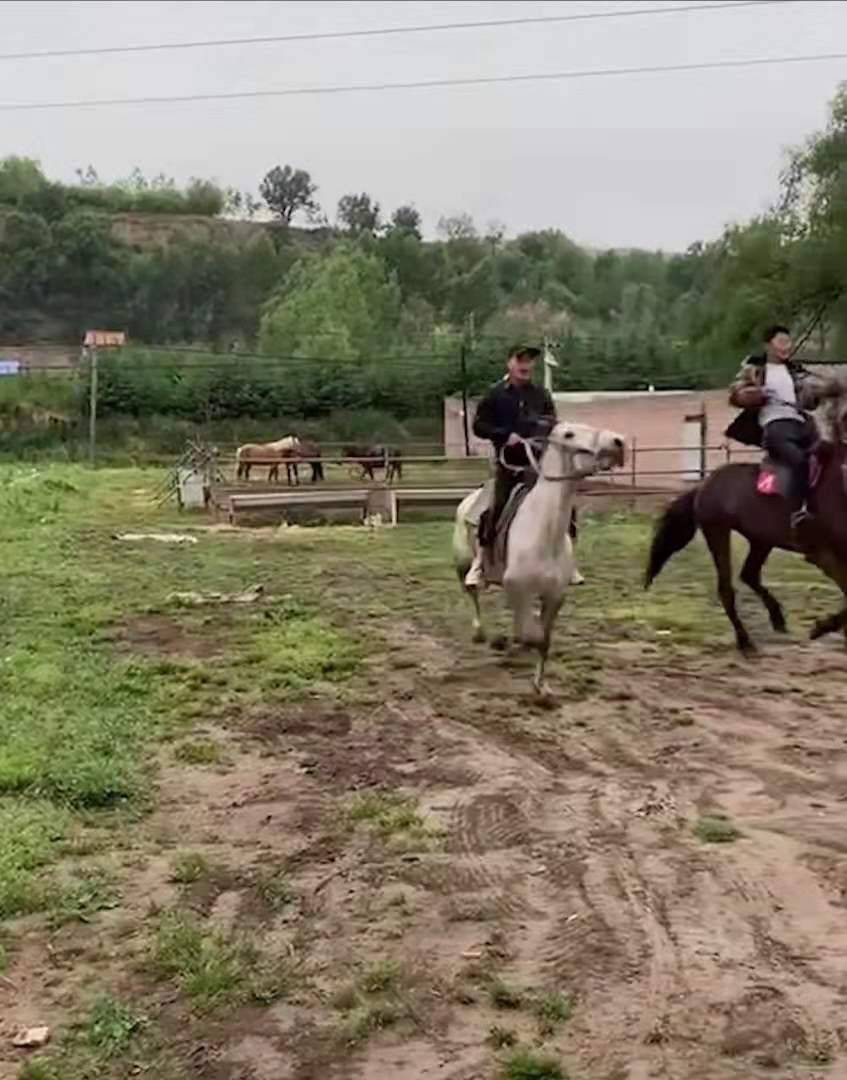 邯郸两男子身骑烈马过街,本来意气风发,结果上马两分钟当即翻车