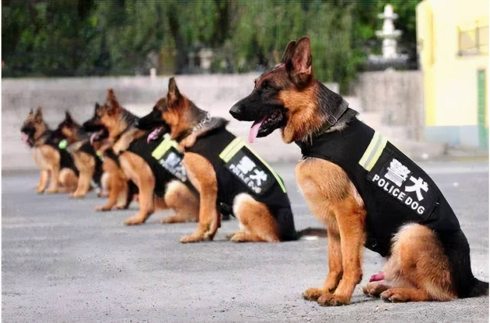 马犬为什么能取代德国牧羊犬,成为警犬中的主流?_训练