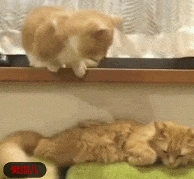 腿到用时方恨短小短腿猫咪伸腿撩橘猫可怎么都够不着