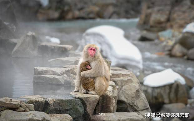 被"囚禁"的日本雪猴:景区靠食物哄骗猴子泡温泉,吸引游客关注