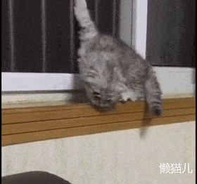 小萌猫的爪爪被窗纱勾住动不了,主人却在一旁看笑话,猫咪委屈了