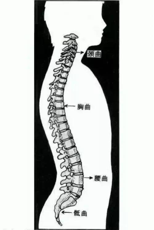 (脊椎的生理曲度,图片源自网络)