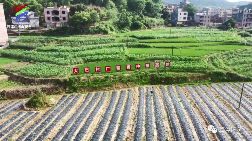 龙湾镇因地制宜发展林下南药种植带动农民增收