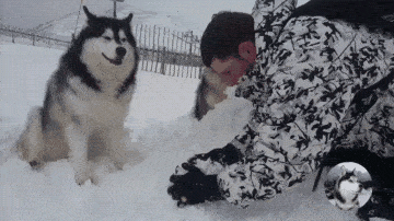 说好出来玩雪,主人却玩起了