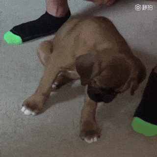 养了狗子之后,你有没有被它们的睡姿辣到过眼睛?